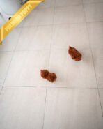 JACK & SIMBA - MALE - Image 4