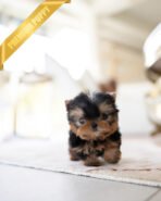 LILY - FEMALE (PURCHASED by ALEJANDRO)