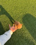 Mr. PICKLES - MALE (PURCHASED by CARY) - Image 7