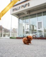 FELIX - MALE (PURCHASED by AHMAD) - Image 6