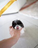 STELLA - FEMALE (PURCHASED by KIM) - Image 3