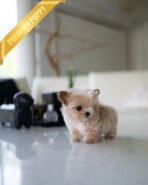 BOGART - MALE (PURCHASED by DAISY) - Image 2