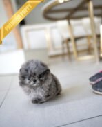 SCARLET - FEMALE (PURCHASED by ARMAN) - Image 4