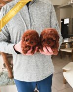 POODLES (PURCHASED by ADRIANA) - Image 3