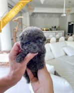 BEAU - MALE (PURCHASED by JOSE)