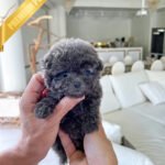 BEAU - MALE (PURCHASED by JOSE)