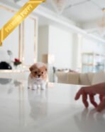 BAGEL - MALE - Image 5