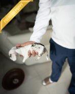 PIPPA - FEMALE - Image 4