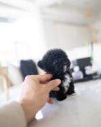 OREO - FEMALE (PURCHASED by KAREN) - Image 3