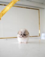 ENVI - MALE (PURCHASED by CLAUDIA) - Image 2