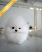 GLACIER - MALE (PURCHASED by MARIANO)