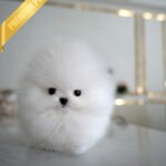 GLACIER - MALE (PURCHASED by MARIANO)