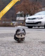 CELINE - FEMALE (PURCHASED by MELISSA) - Image 4