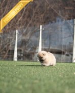 KYLE - MALE (PURCHASED by BRIAN) - Image 5