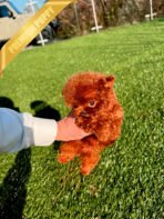 TEDDY - MALE (PURCHASED by JEFFREY) - Image 6