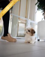 TOBY - MALE (PURCHASED by DANILLE) - Image 5