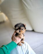 JAKE - MALE (PURCHASED by YUKI) - Image 2