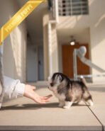 AUTUMN - FEMALE (PURCHASED by ITALIA) - Image 2