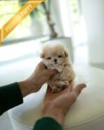 LENNY - MALE (PURCHASED by RACHEL) - Image 2