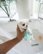 LEWIS - MALE (PURCHASED by KEN) - Image 3