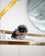 THEO - MALE (PURCHASED by MARIANO) - Image 3