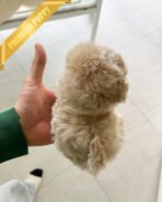 LYRA - FEMALE (PURCHASED by MARCOS) - Image 5