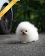 COCO - FEMALE (PURCHASED by MARTIN)