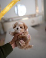 OWEN - MALE (PURCHASED by JENNIFER) - Image 2