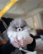 ASPEN - MALE (PURCHASED by YELLI)