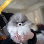 ASPEN - MALE (PURCHASED by YELLI)