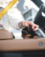 STELLA - FEMALE (PURCHASED by DANA) - Image 2