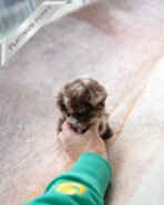 GIZMO - MALE (PURCHASED by GRIGOREVA) - Image 4