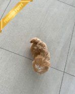 MYLES - MALE (PURCHASED by ROMAN) - Image 5