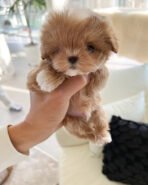 BENJI - MALE (PURCHASED by JINI) - Image 3