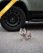 MILO - MALE (PURCHASED by MATT) - Image 4