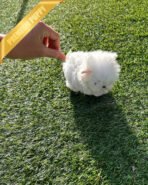 SKYLAR - FEMALE (PURCHASED by MARC) - Image 4