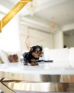 LILY - FEMALE (PURCHASED by ALEJANDRO) - Image 6