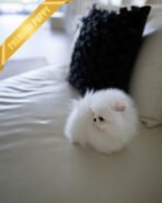 SNOWY - MALE (PURCHASED by ISAAC) - Image 3