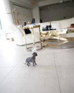 BAMBI - FEMALE (PURCHASED by DOMINIQUE) - Image 5