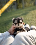 CALLI - FEMALE (PURCHASED by MARY) - Image 2