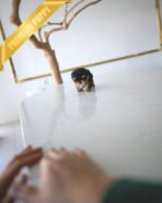 GIZMO - MALE (PURCHASED by JUAN) - Image 7