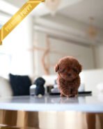 OLIVER - MALE (PURCHASED by DEBORA) - Image 4