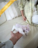 NOVA - FEMALE (PURCHASED by NOUF) - Image 7