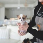 QUEENIE - FEMALE (PURCHASED by JANET)