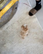 VIVI - FEMALE (PURCHASED by ELINA) - Image 4