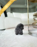 COCO - FEMALE (PURCHASED by ALEX) - Image 4