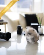 DORAEMON - MALE (PURCHASED by ANONYMITY) - Image 4