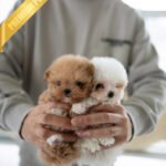 HAZEL & KELLY - FEMALE