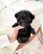 BAILEY - MALE (PURCHASED by TALEB) - Image 2