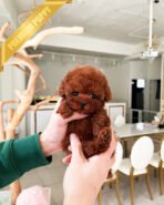 JESSICA - FEMALE (PURCHASED by ANGIE)